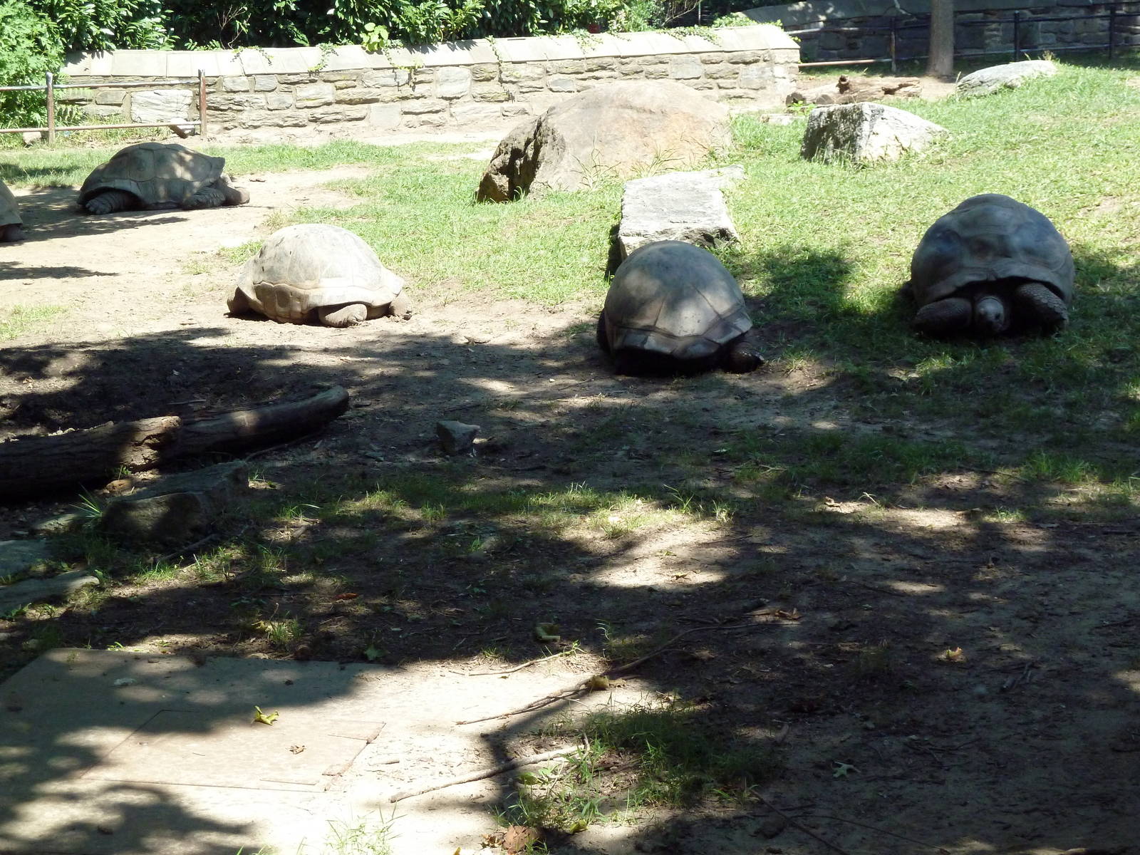 Tortoise Trail - Galapagos/Aldabra Tortoise Yard