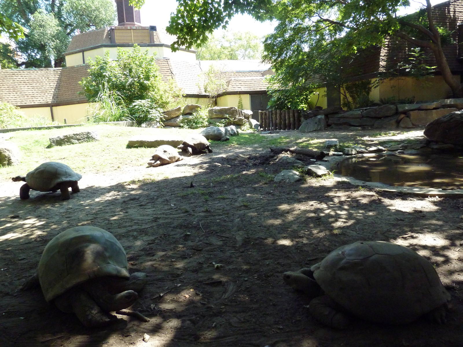 Tortoise Trail - Galapagos/Aldabra Tortoise Yard
