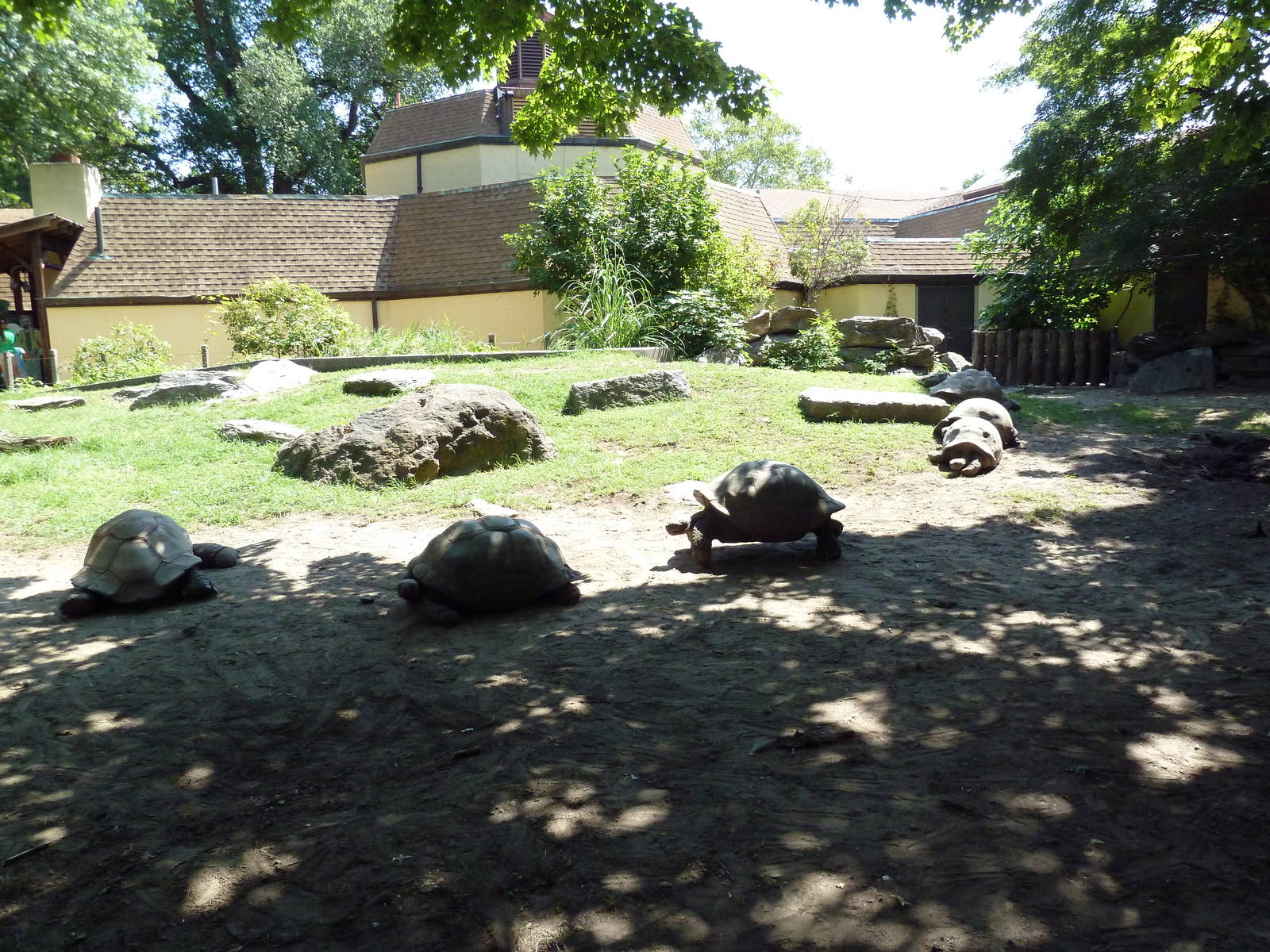 Tortoise Trail - Galapagos/Aldabra Tortoise Yard