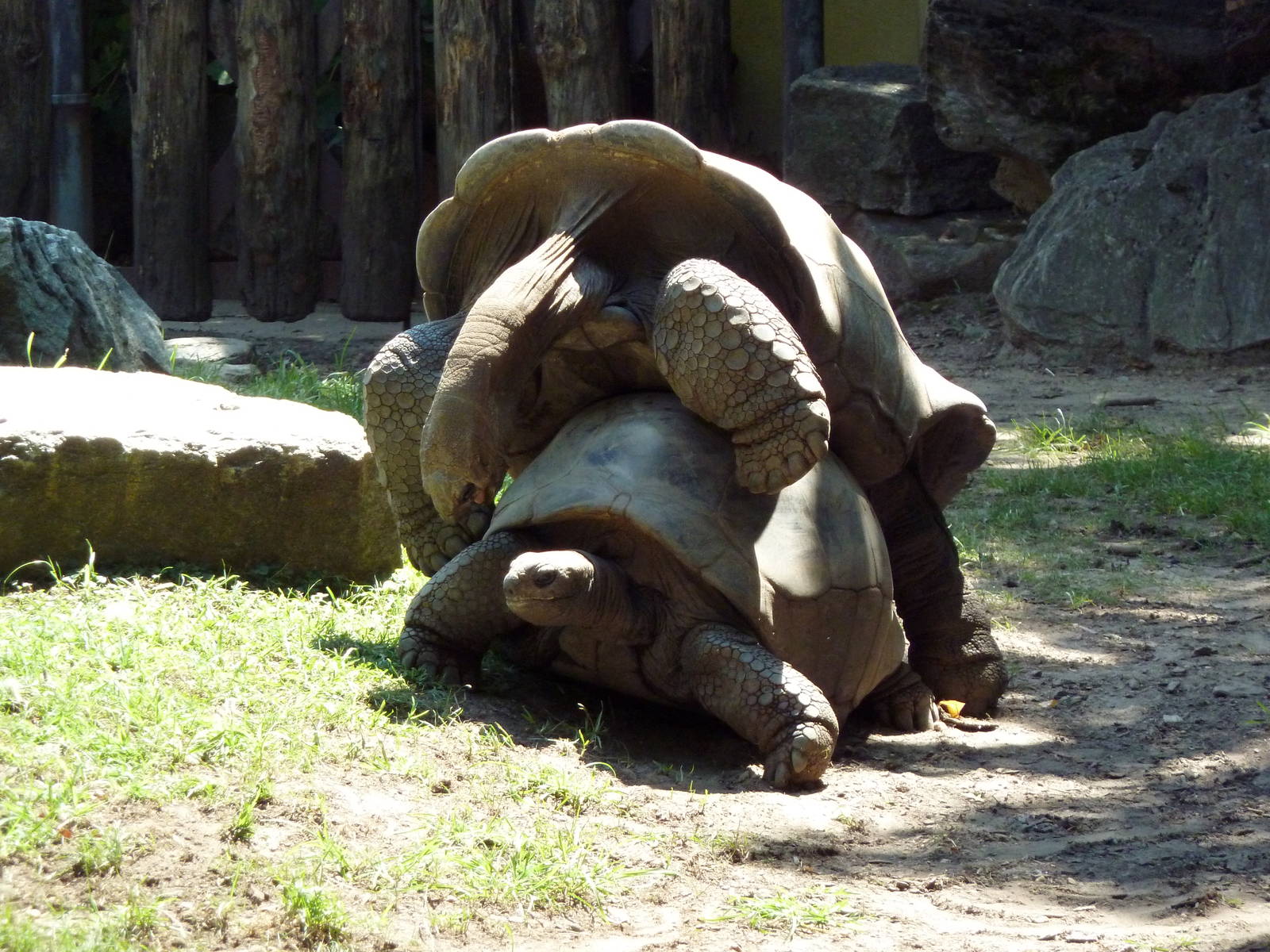 Tortoise Trail - Mating Tortoises