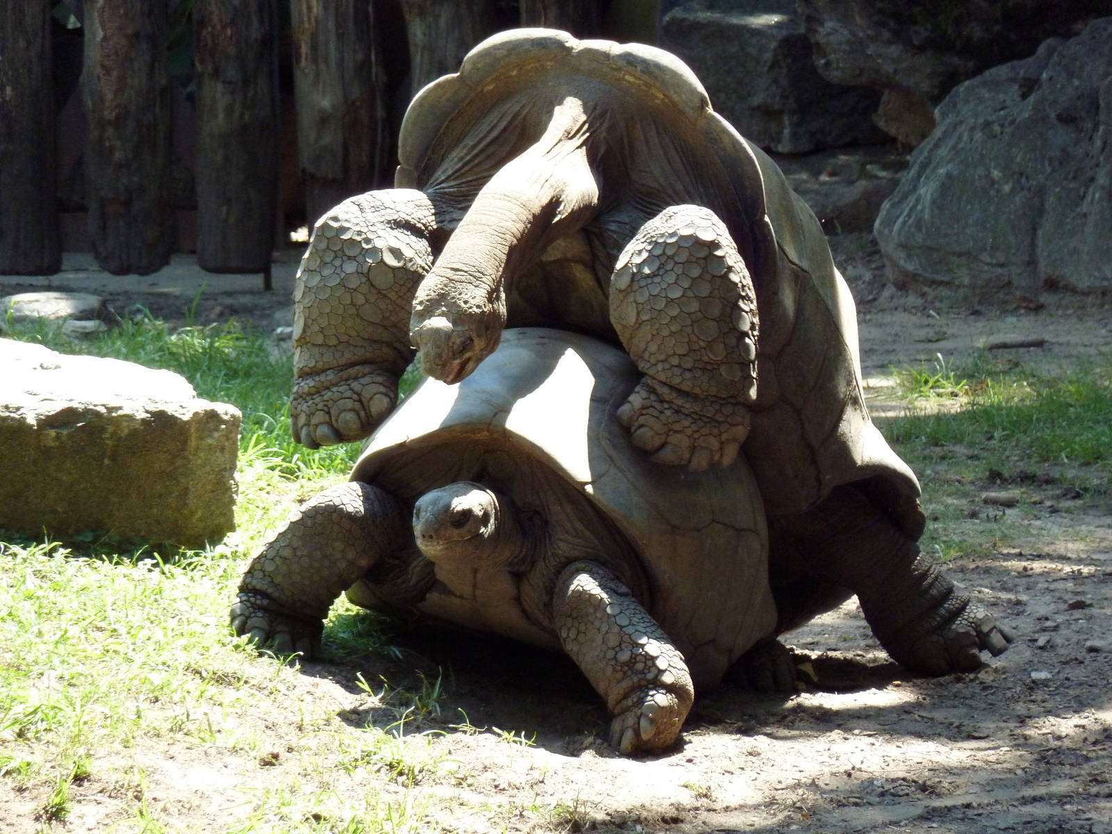 Tortoise Trail - Mating Tortoises