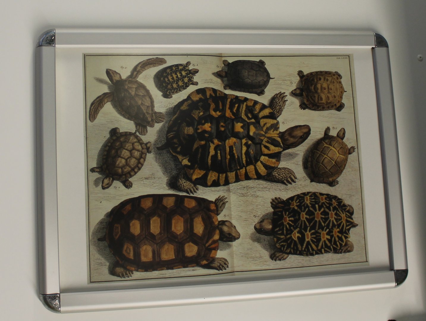 Tortoise - Turtle Poster