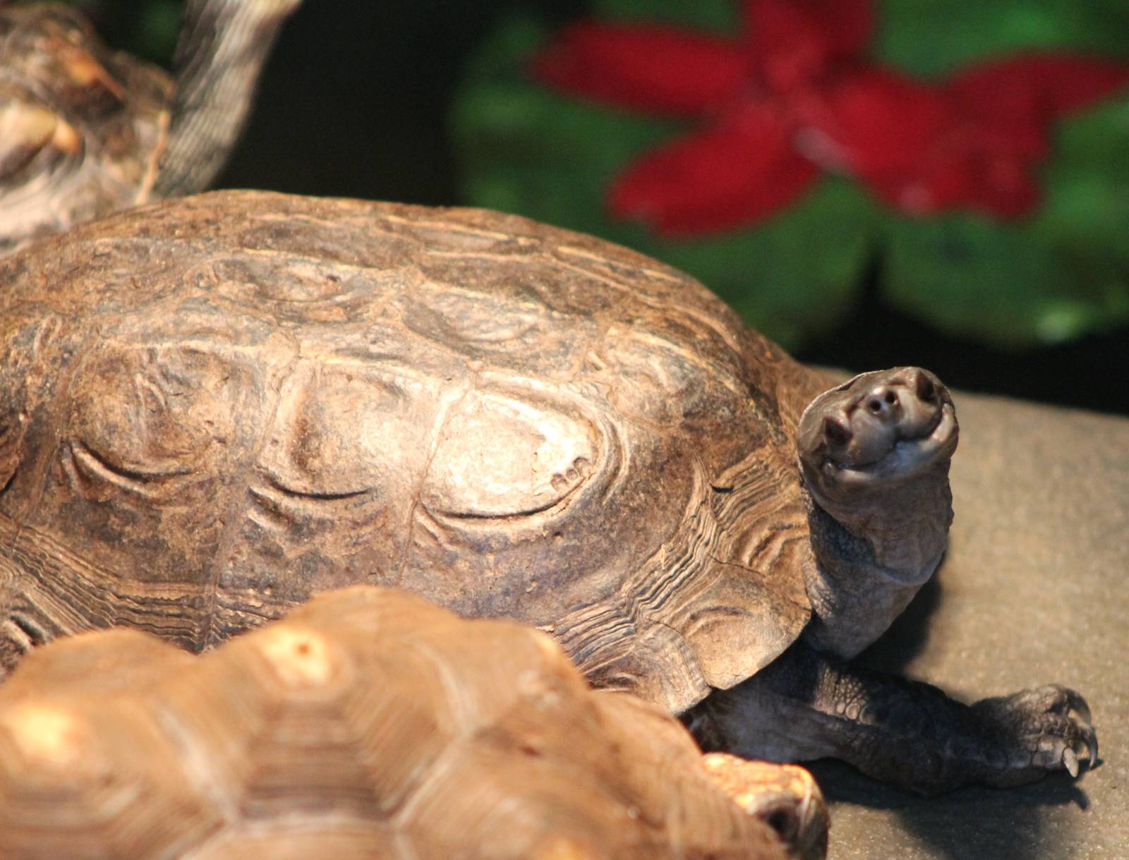 tortoise turtle terrapin ID