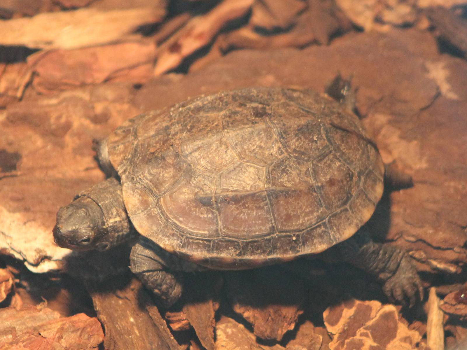 tortoise turtle terrapin ID