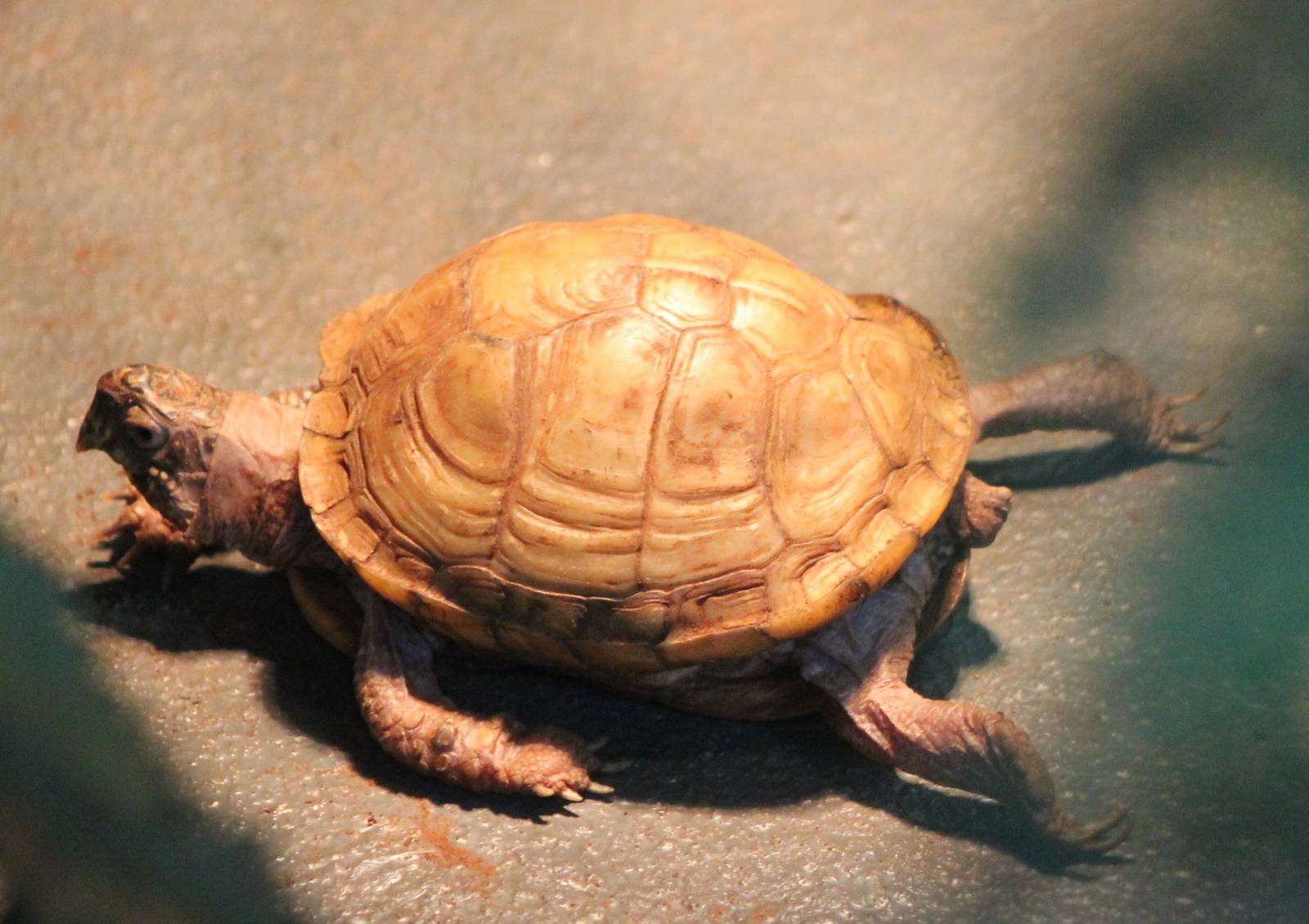 tortoise turtle terrapin ID