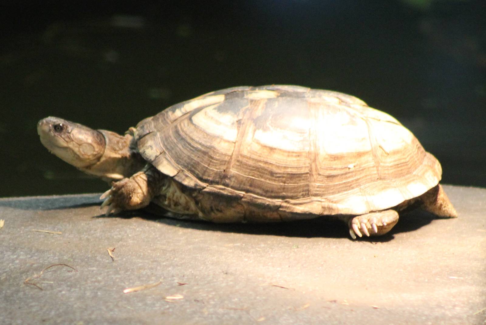 Tortoise turtle terrapin ID