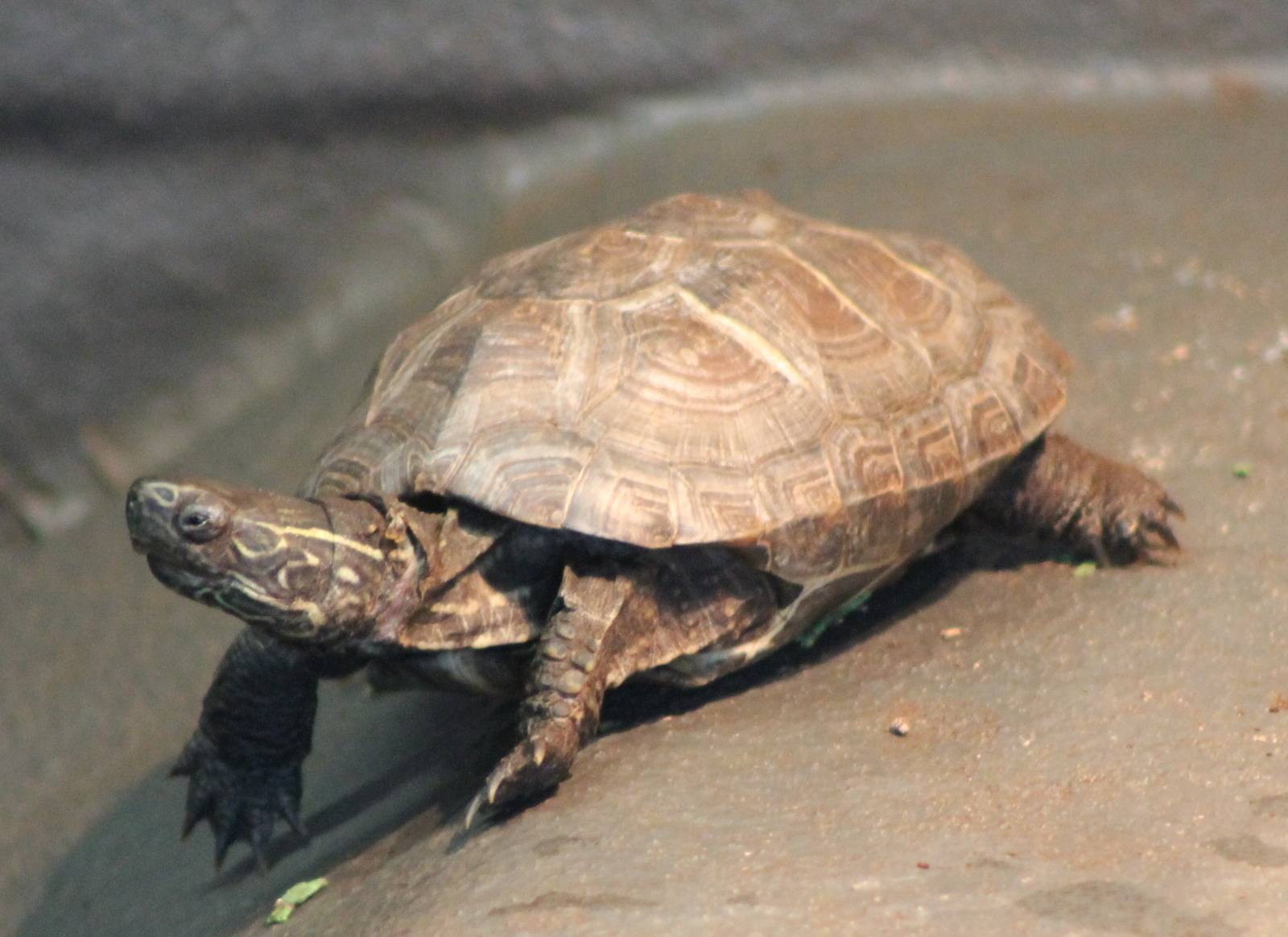 Tortoise turtle terrapin ID