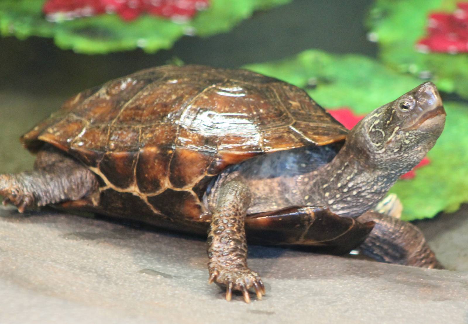 Tortoise turtle terrapin ID