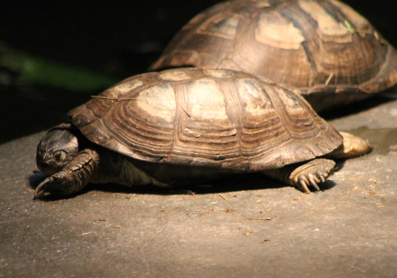 Tortoise turtle terrapin ID