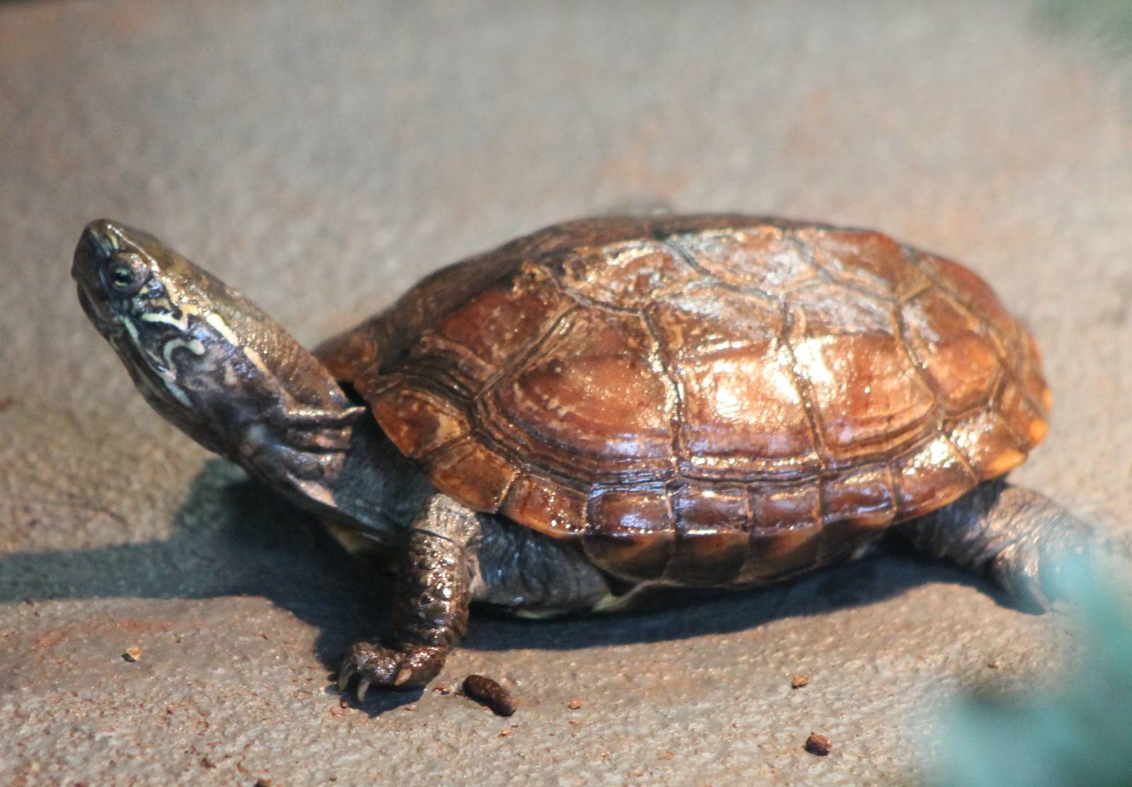 Tortoise turtle terrapin ID