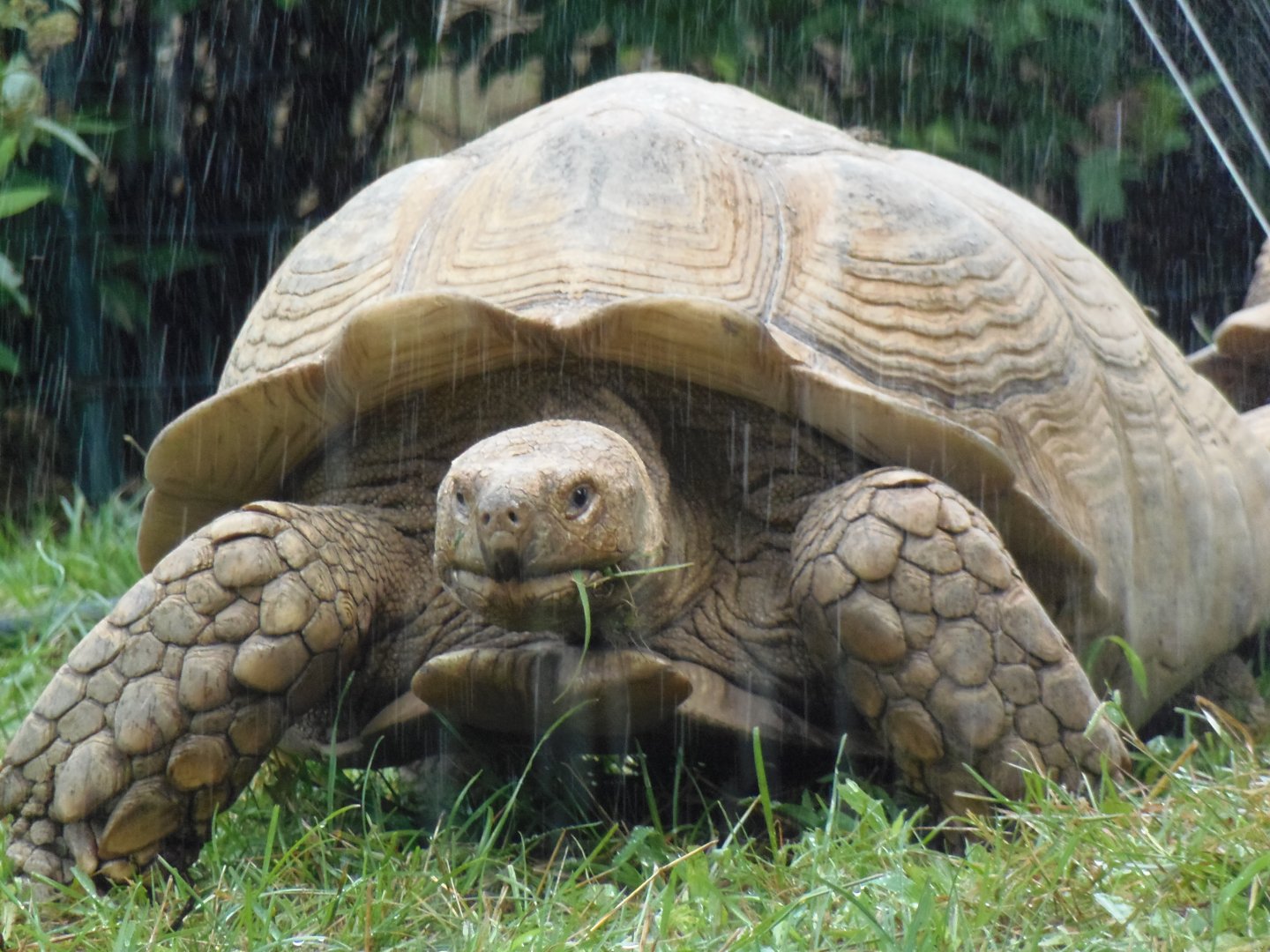 Tortoise Under Sprinkler