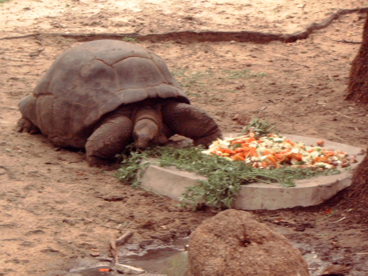 Tortoise (which species?)