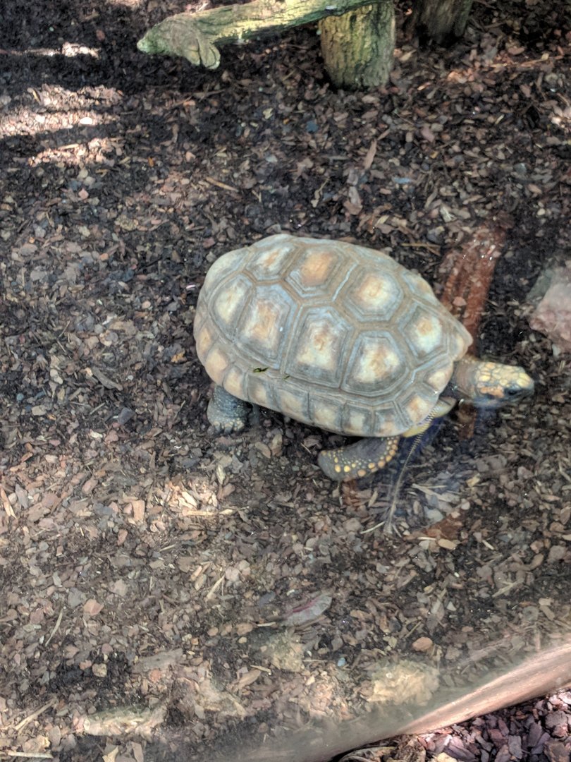Tortoise Wilhelma 2019
