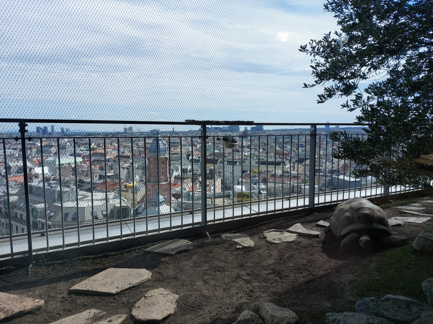 Tortoise with a view