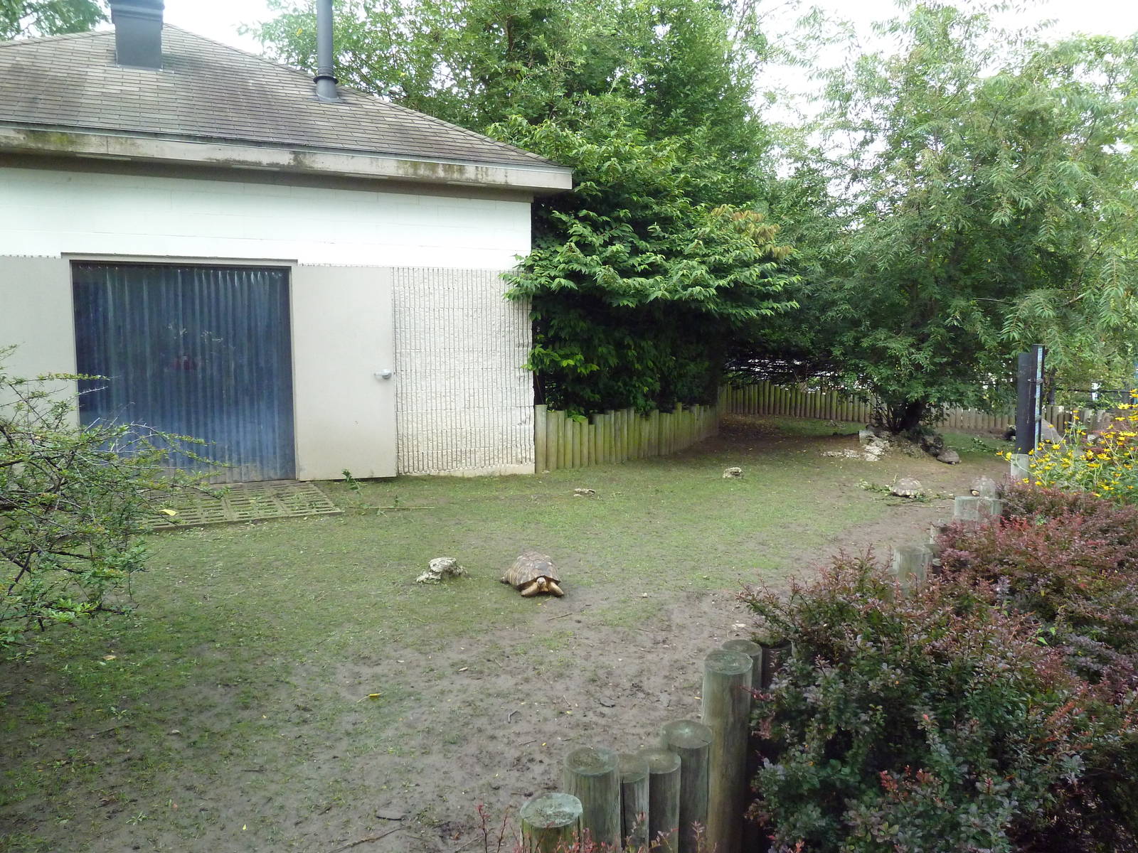 Tortoise Yard (3 Species)