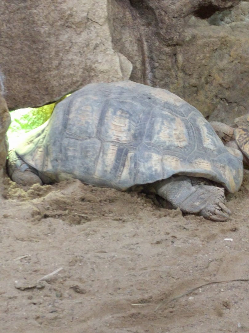 Tortoise Zoo Praha 2018