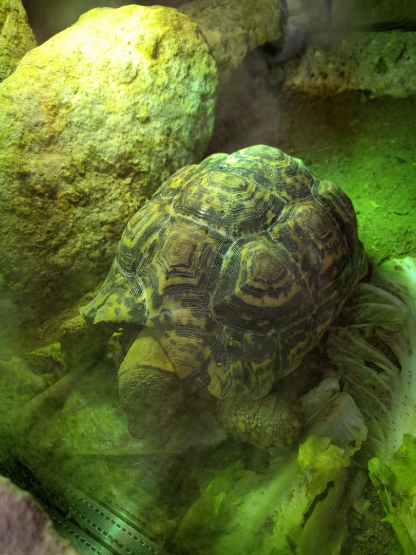 Tortoise Zoo Praha 2018