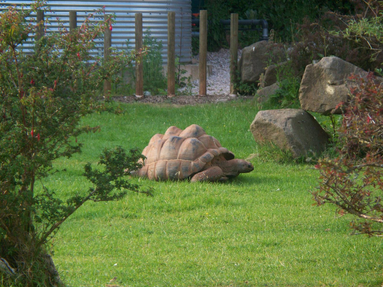 Tortoise