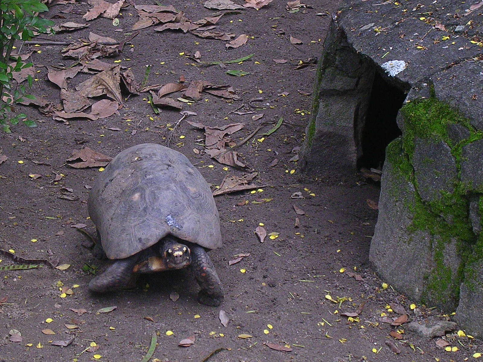 Tortoise