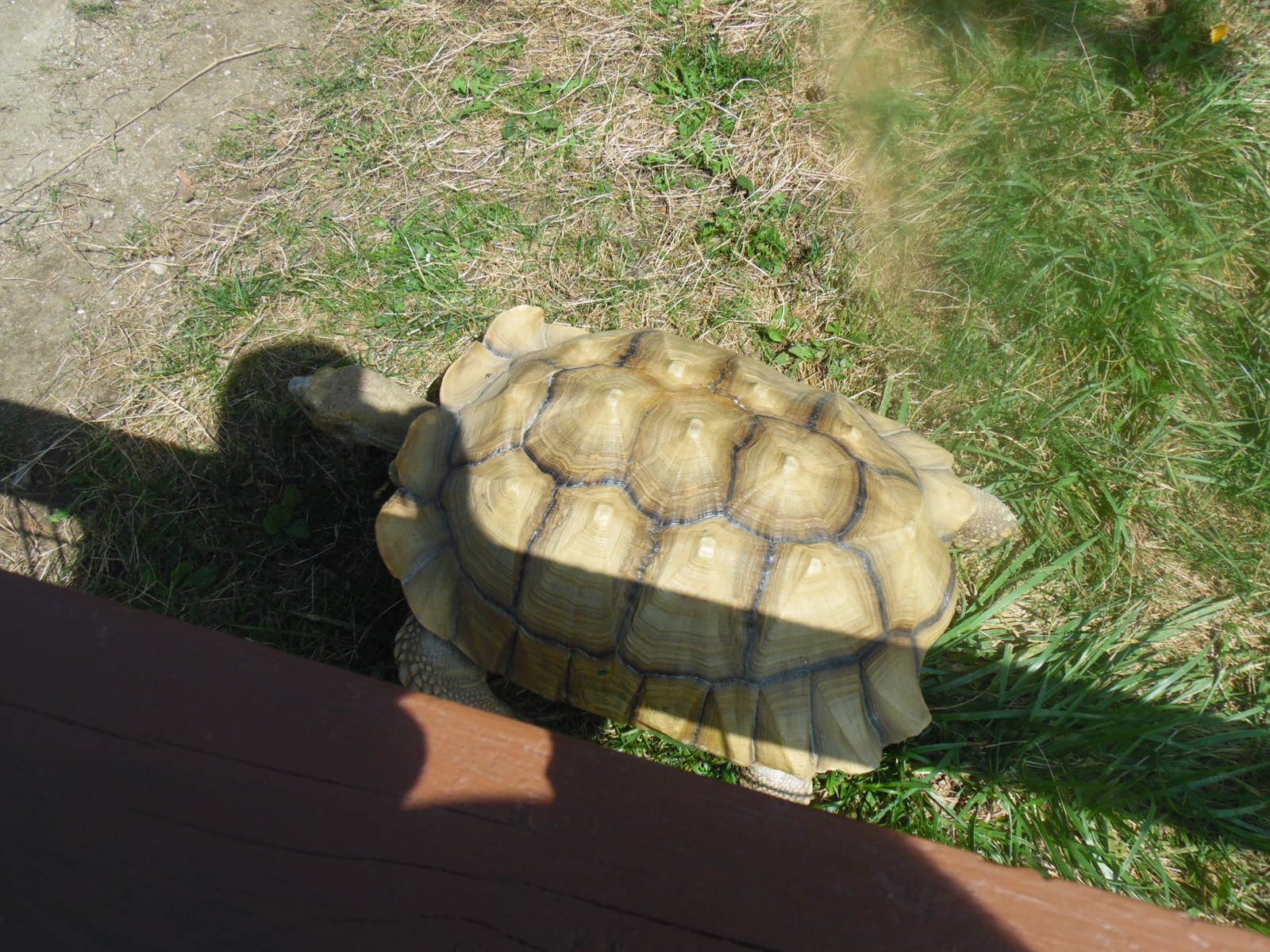Tortoise