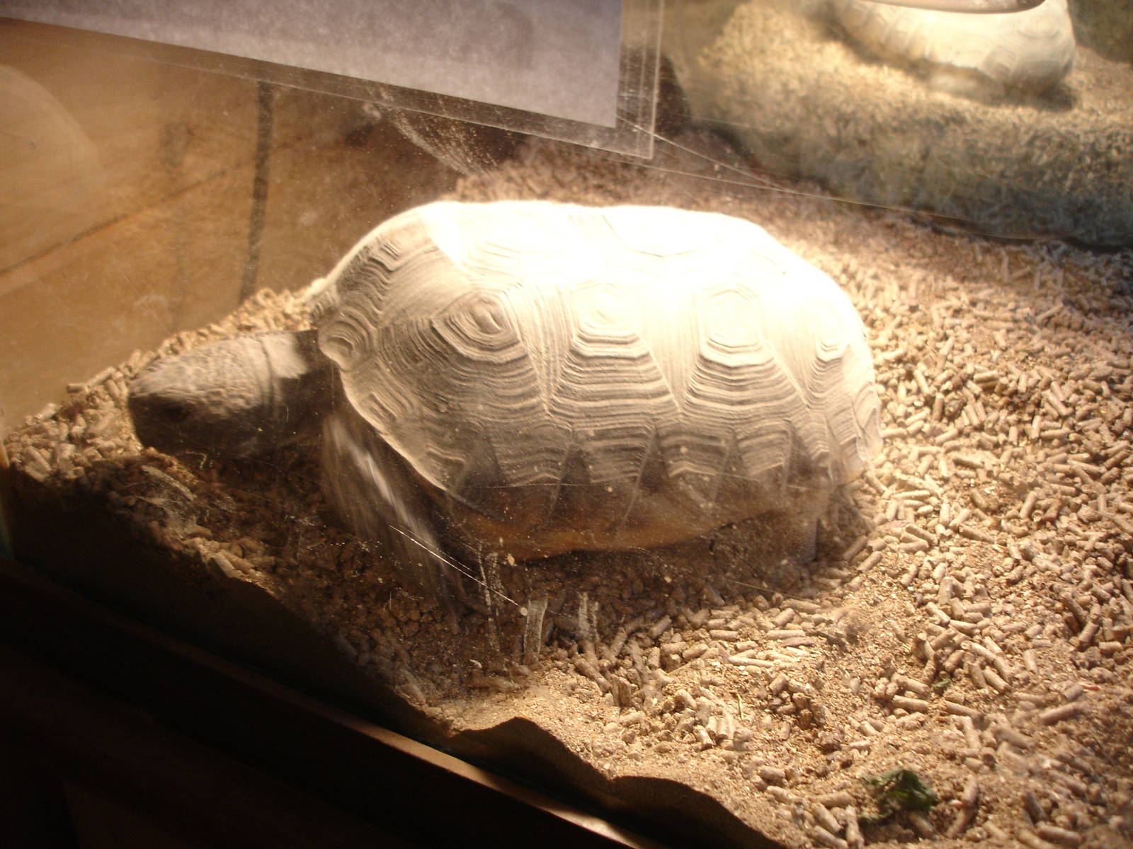 Tortoise