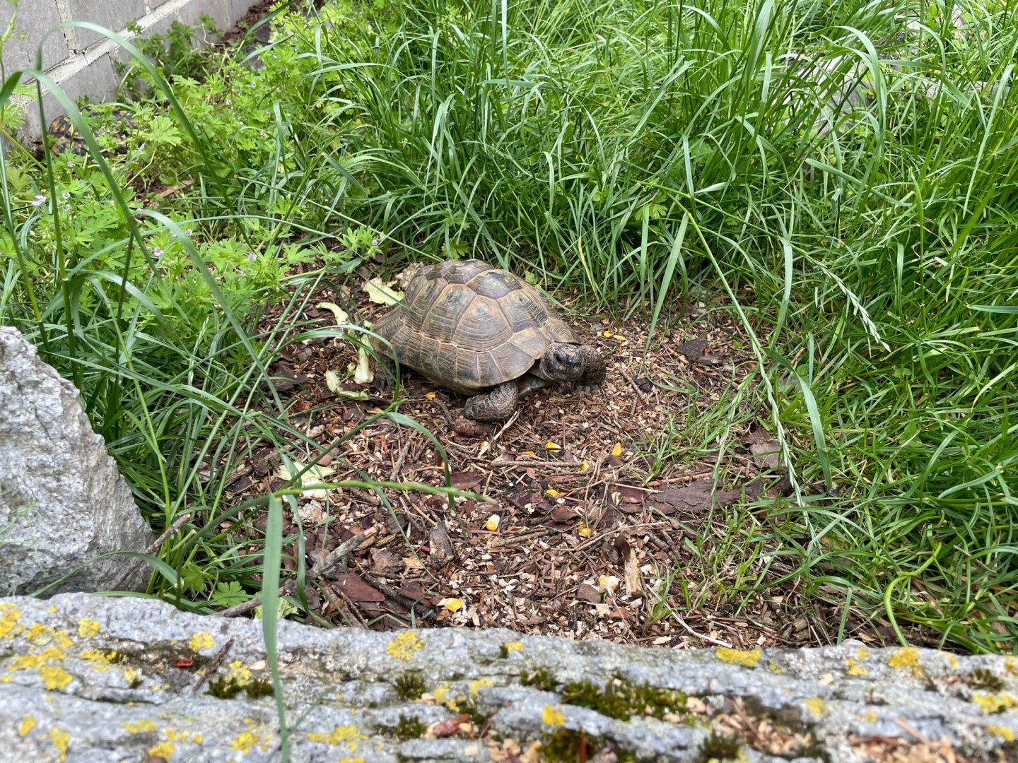 Tortoise