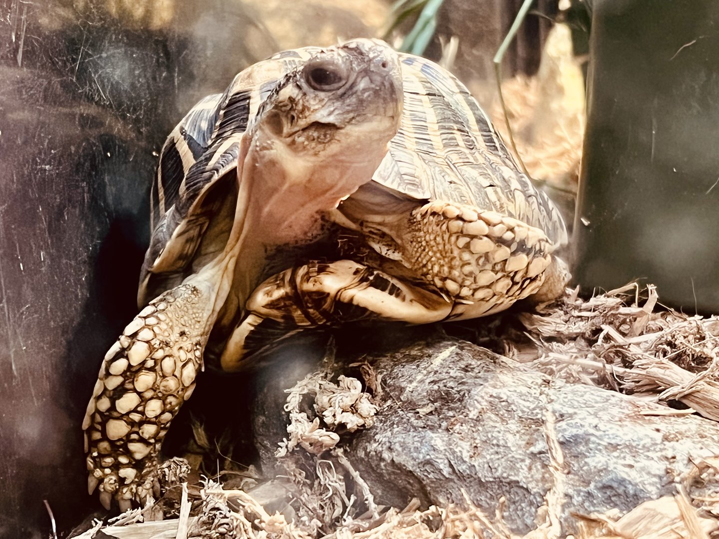 Tortoise
