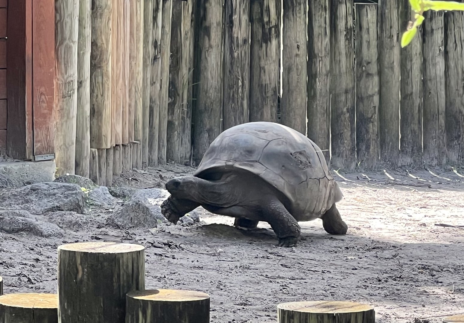Tortoise