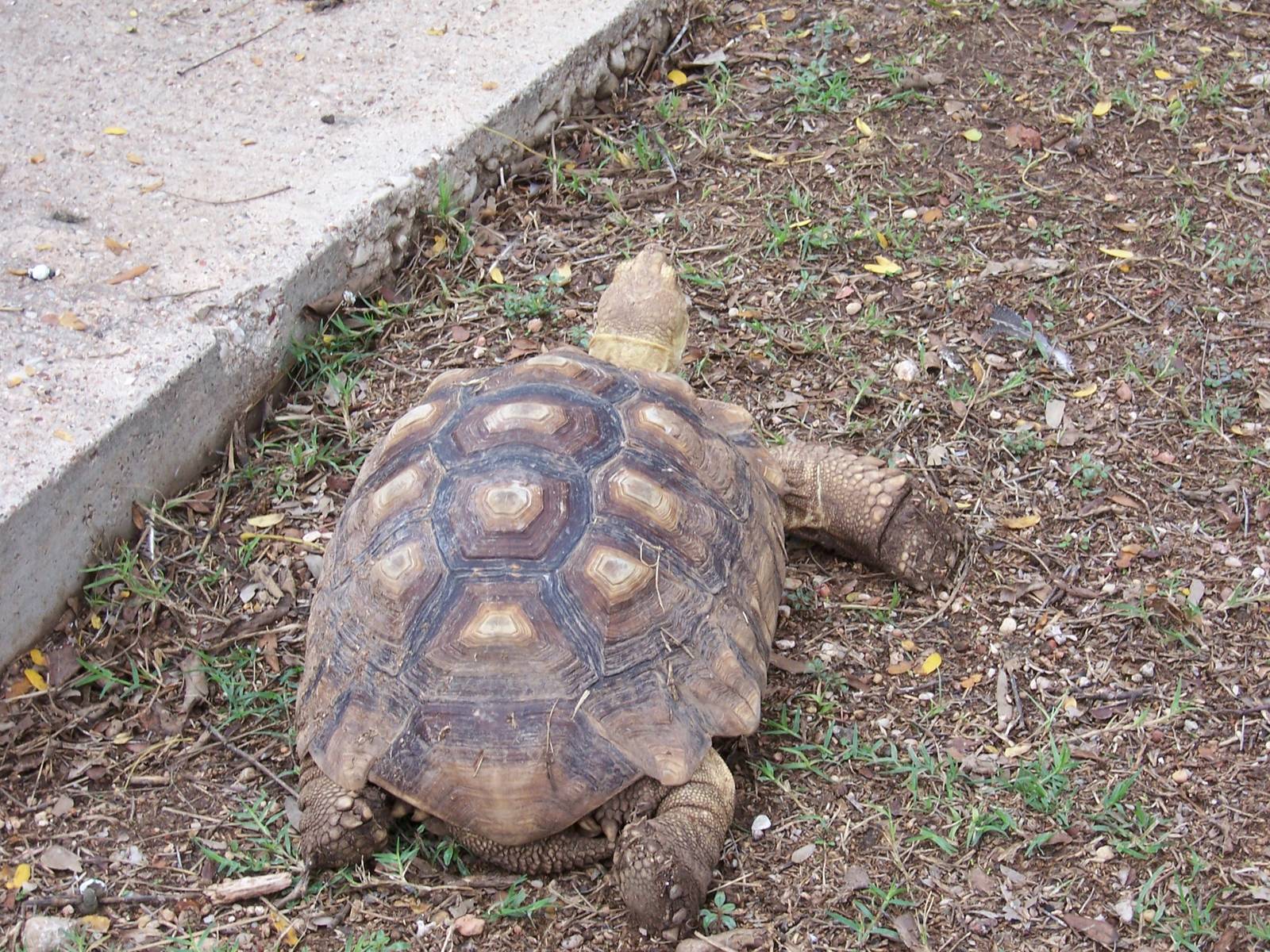 Tortoise