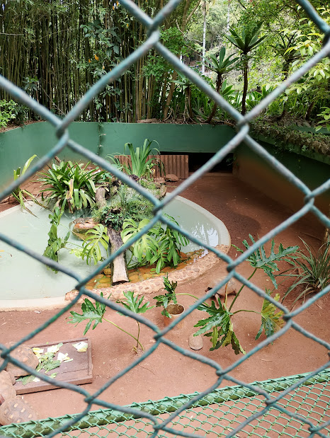 Tortoises and baby spectacled caiman