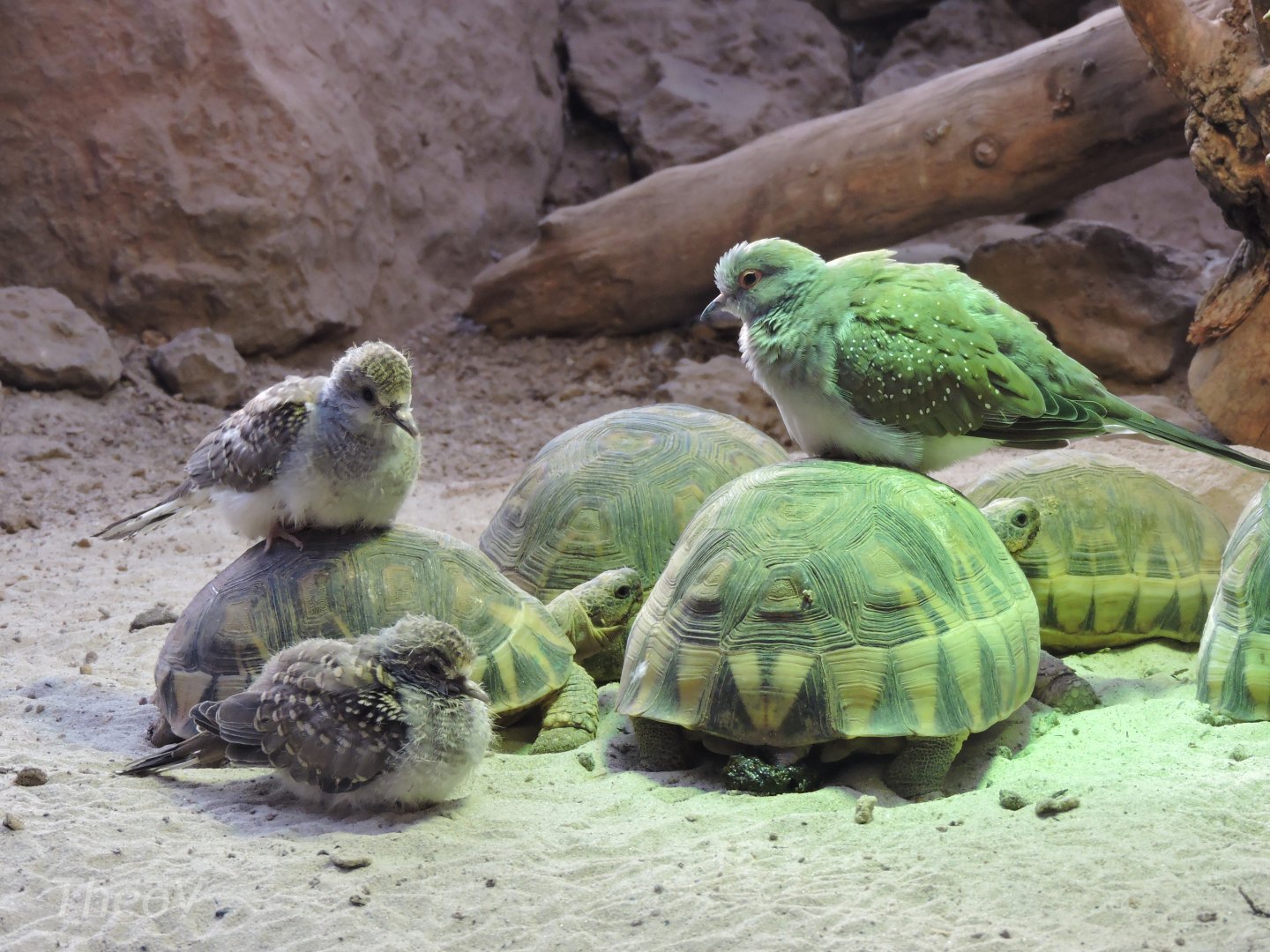 Tortoises and doves [2016]