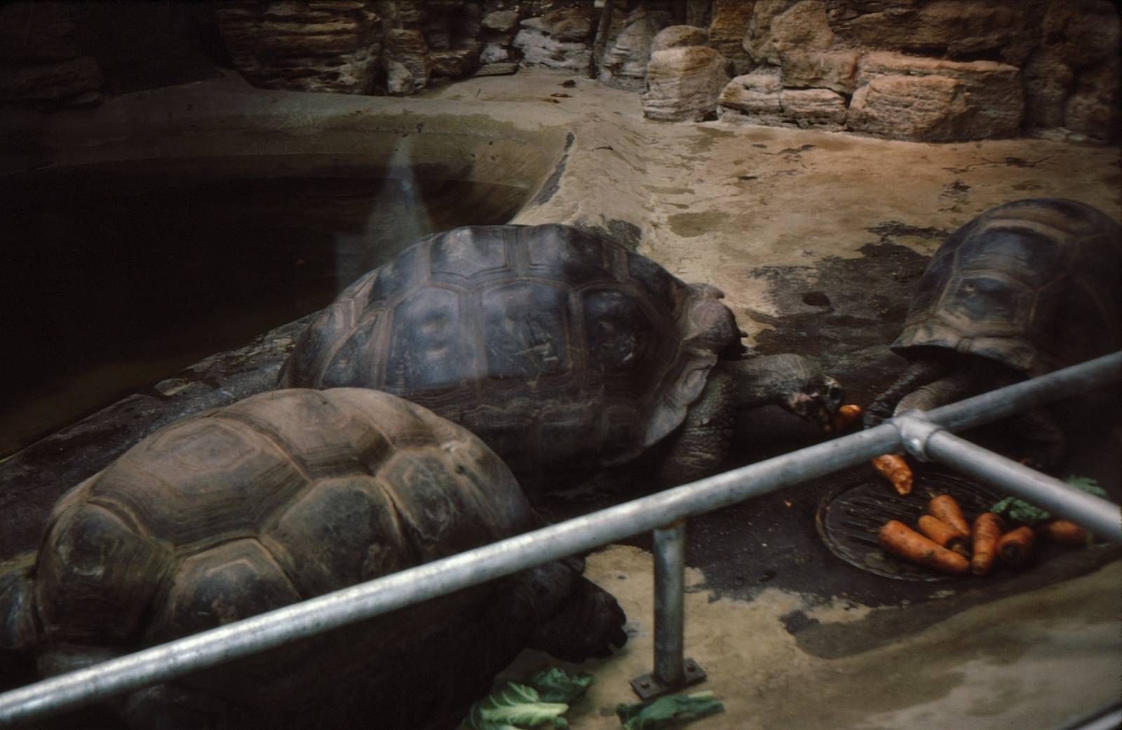 Tortoises at London Zoo Early 1980's