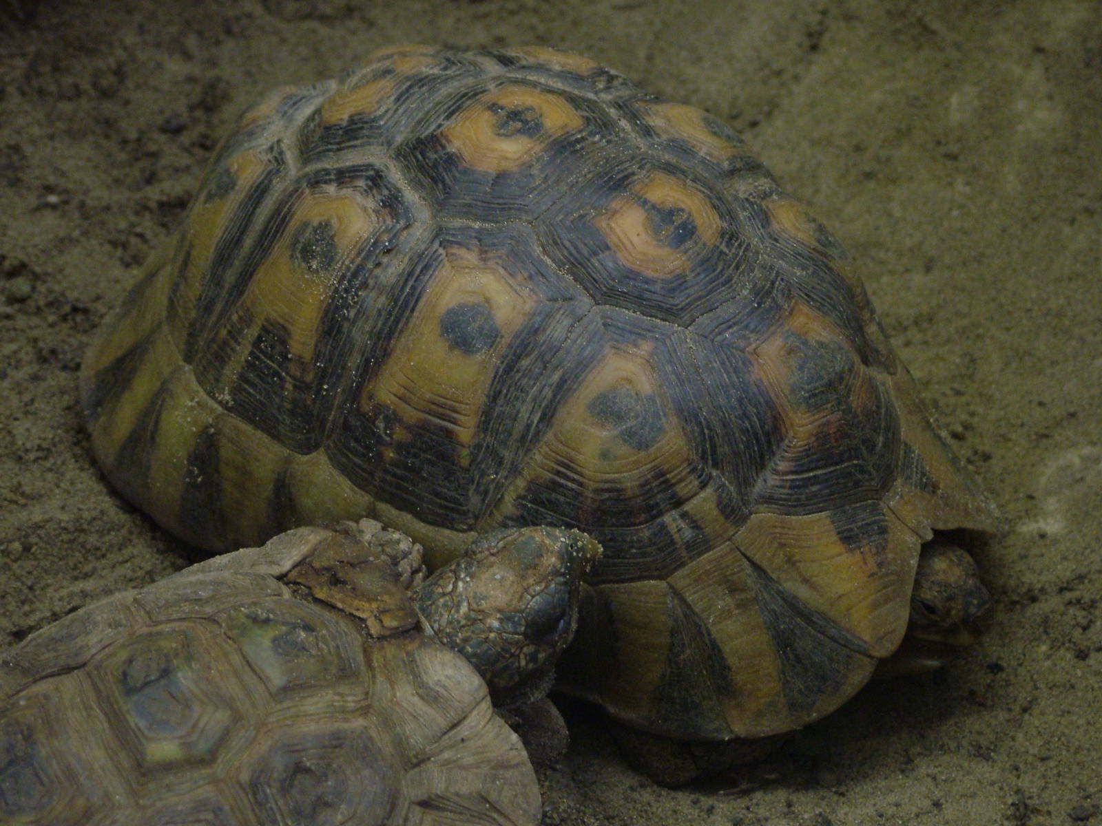 Tortoises at Tierpark Berlin, 01/09/11