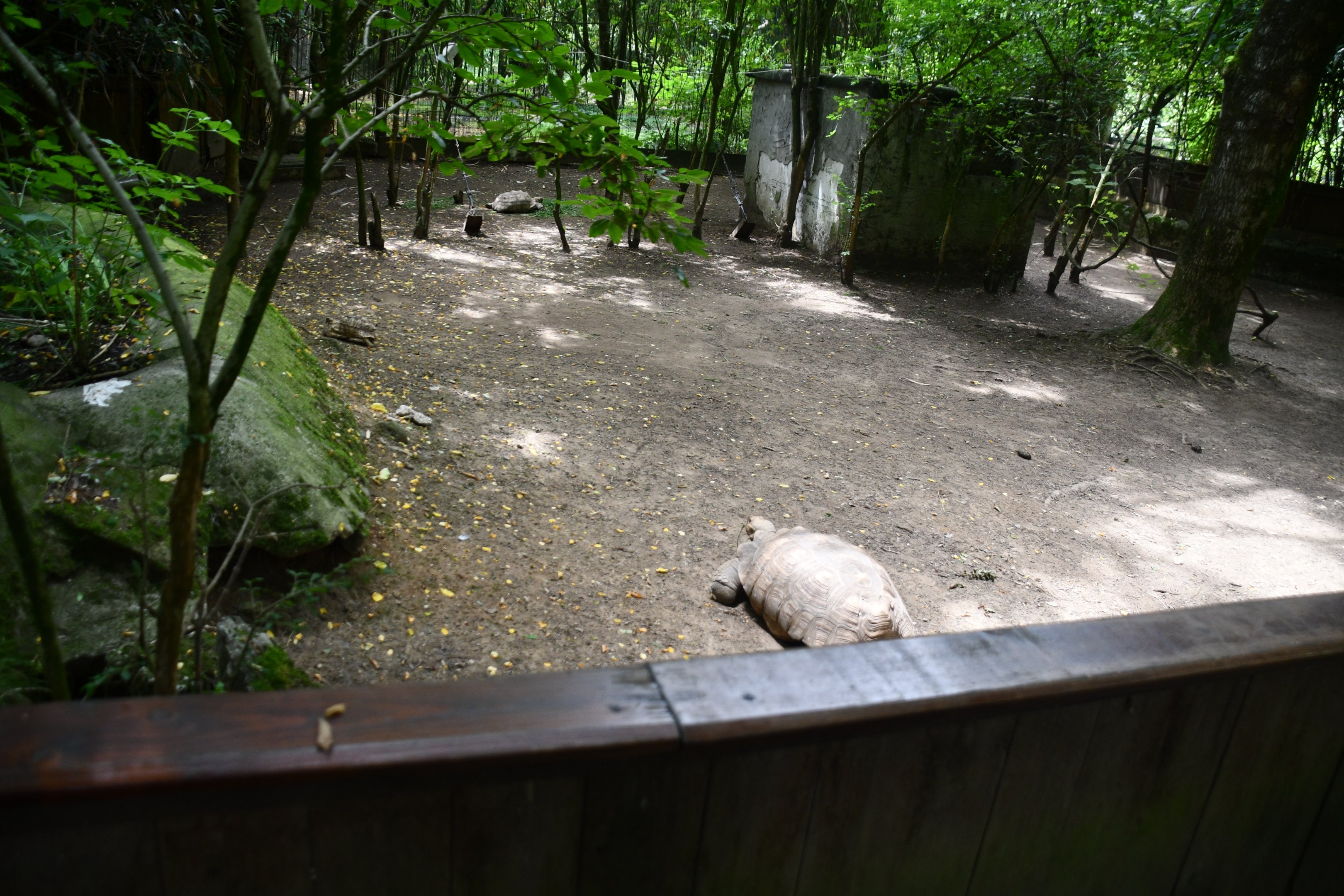 Tortoises exhibit