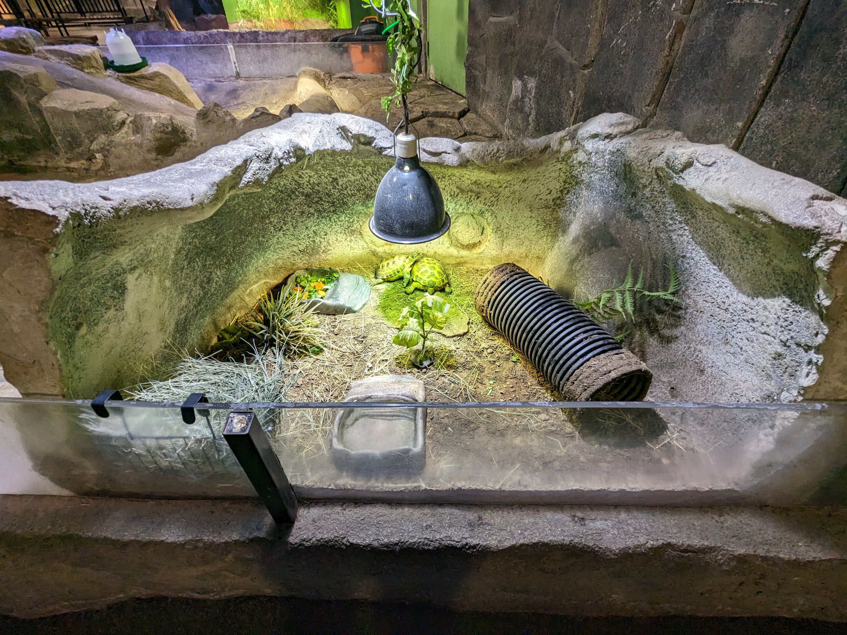 Tortoises (Hermans? Greek?) Unsigned.