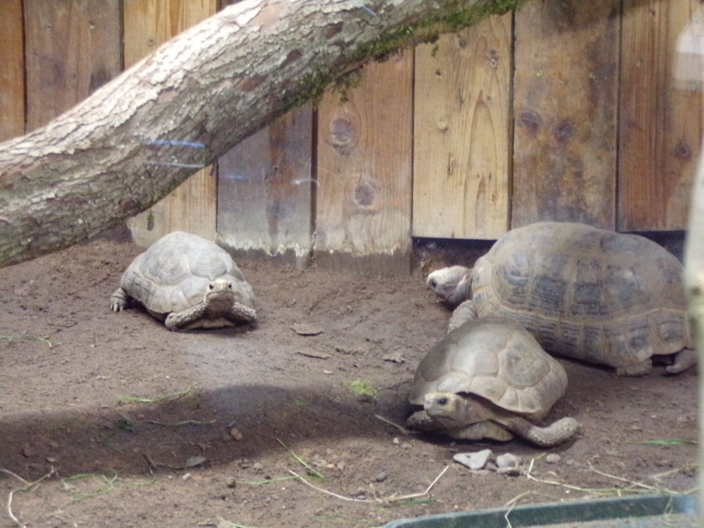 Tortoises (ID please) 14.10.23