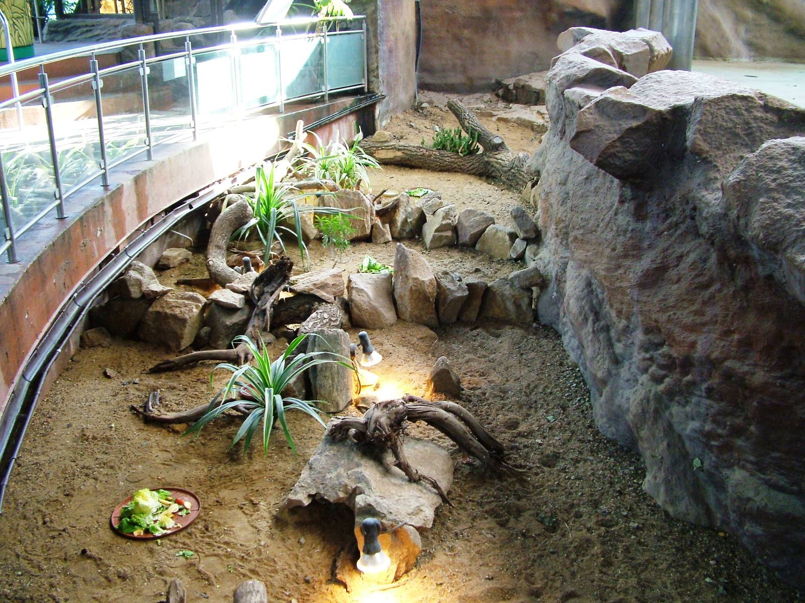 Tortoises in Elephant Dry Moat at Usti, 29/08/12