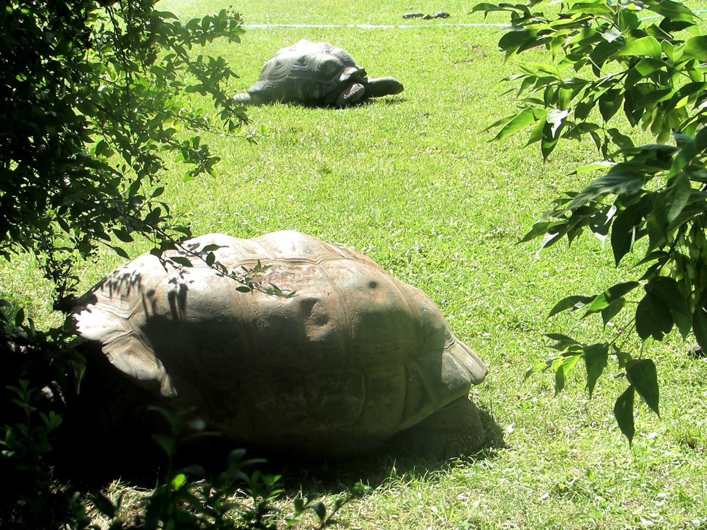 Tortoises - July/2017
