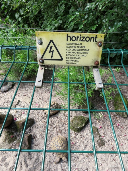 Tortoises with electric wire (2014)