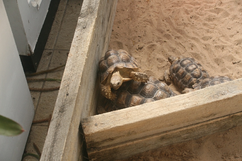 tortoises