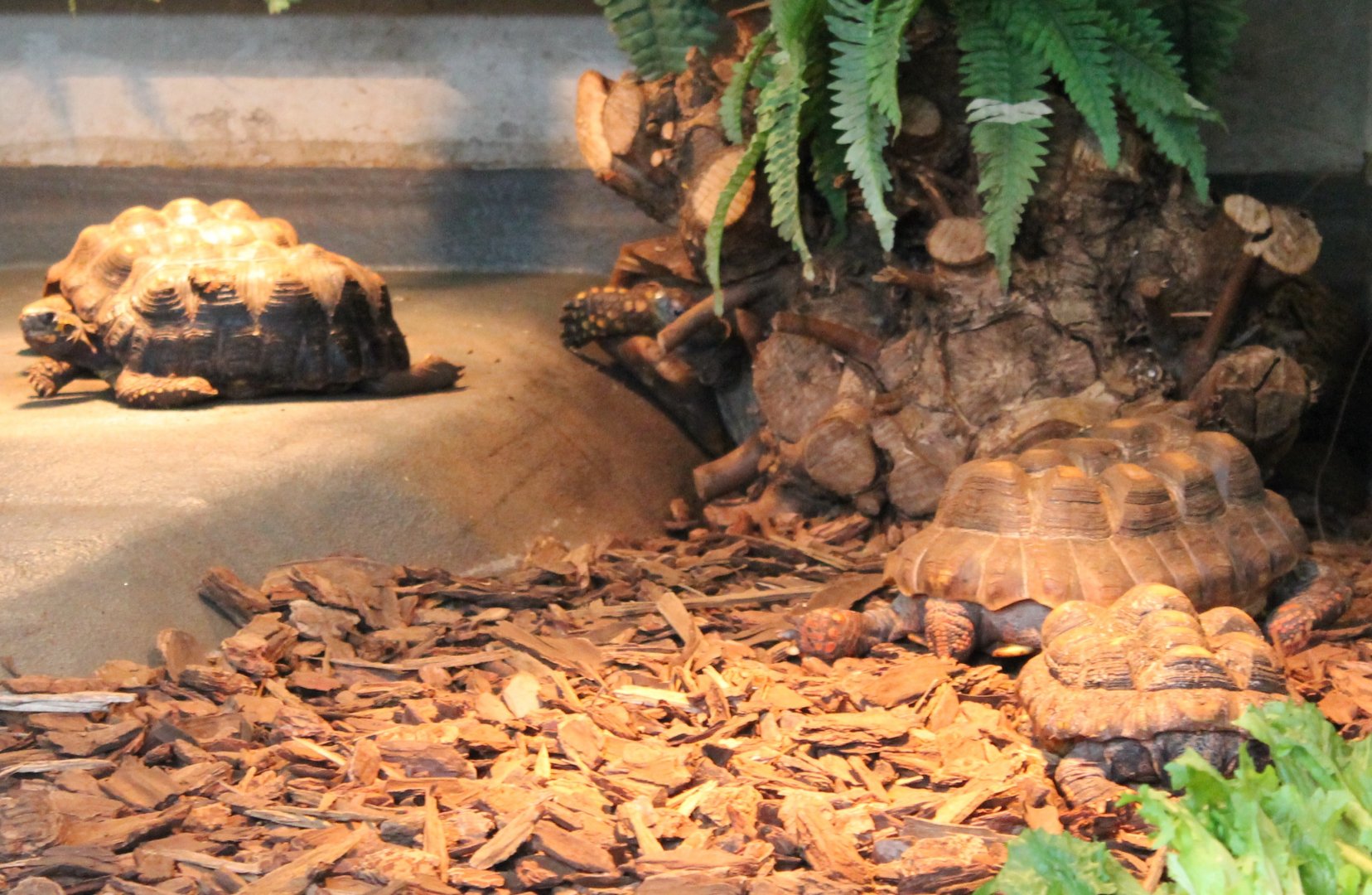 Tortoises