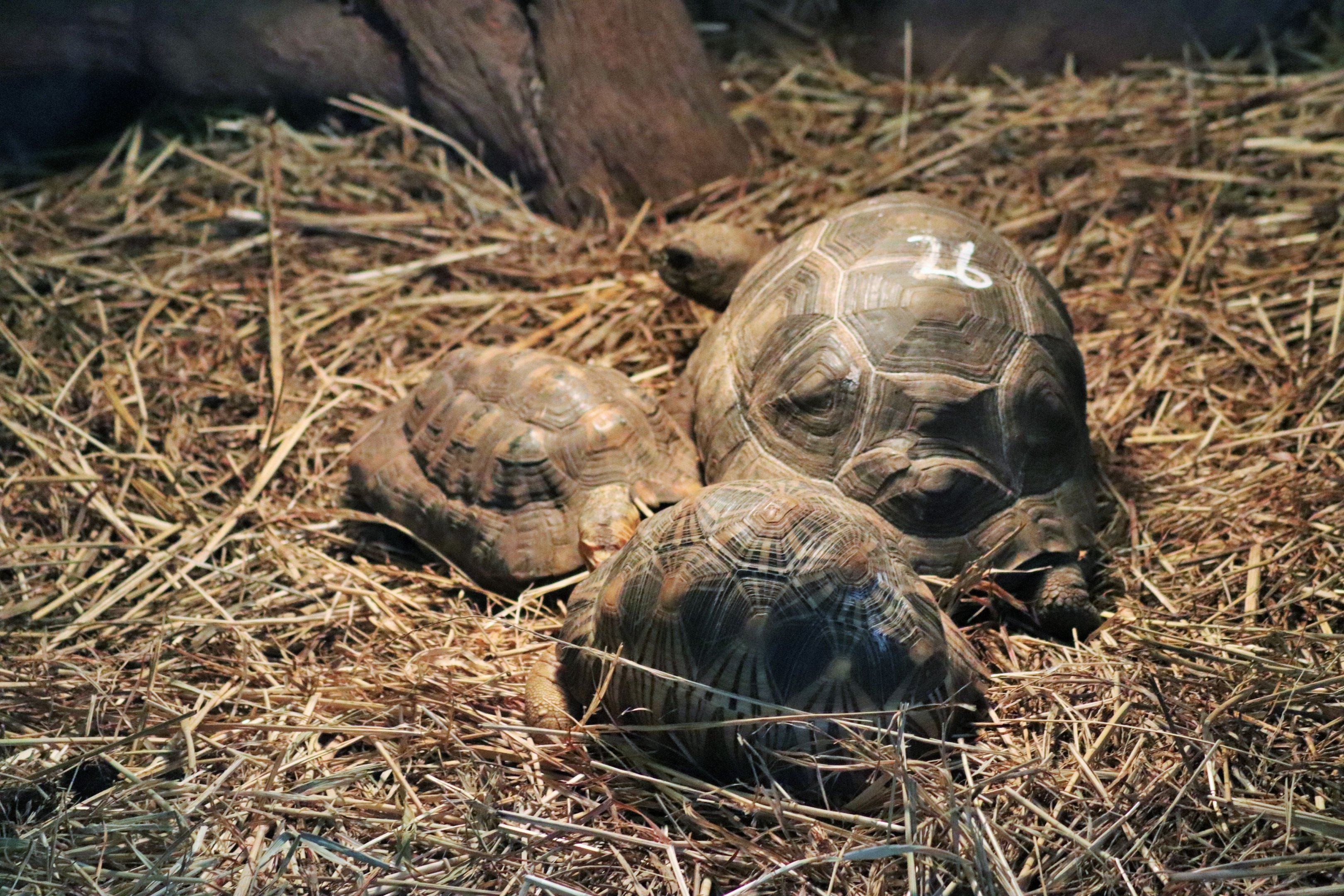 Tortoises
