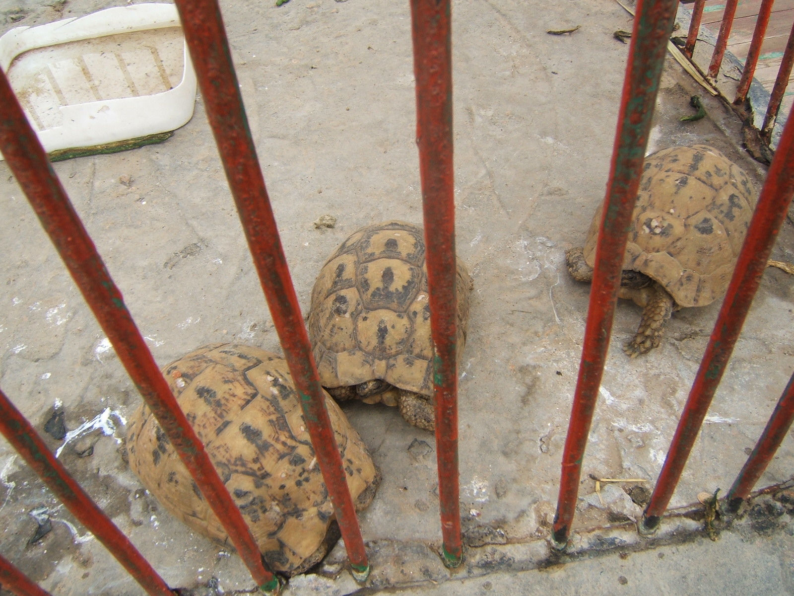 Tortoises