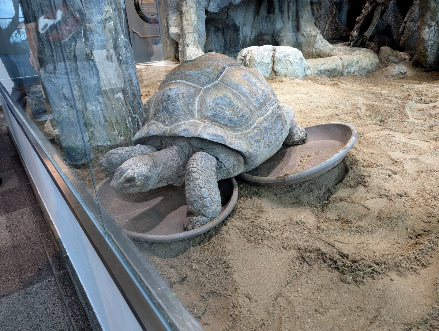 Tortoises
