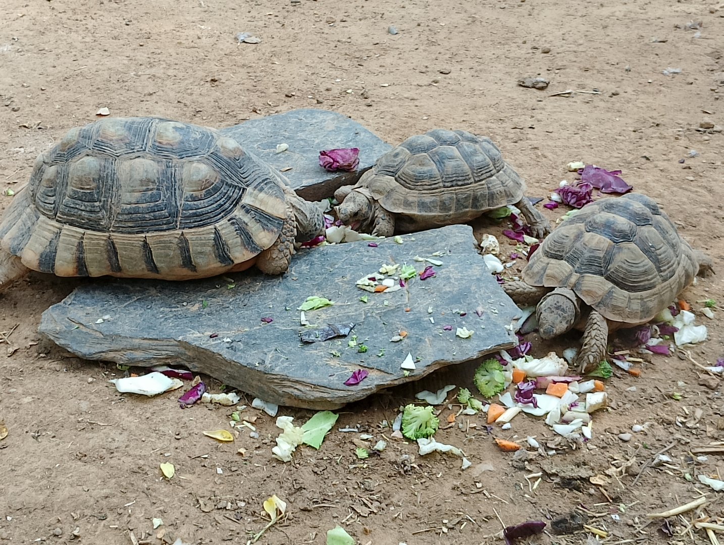 Tortoises
