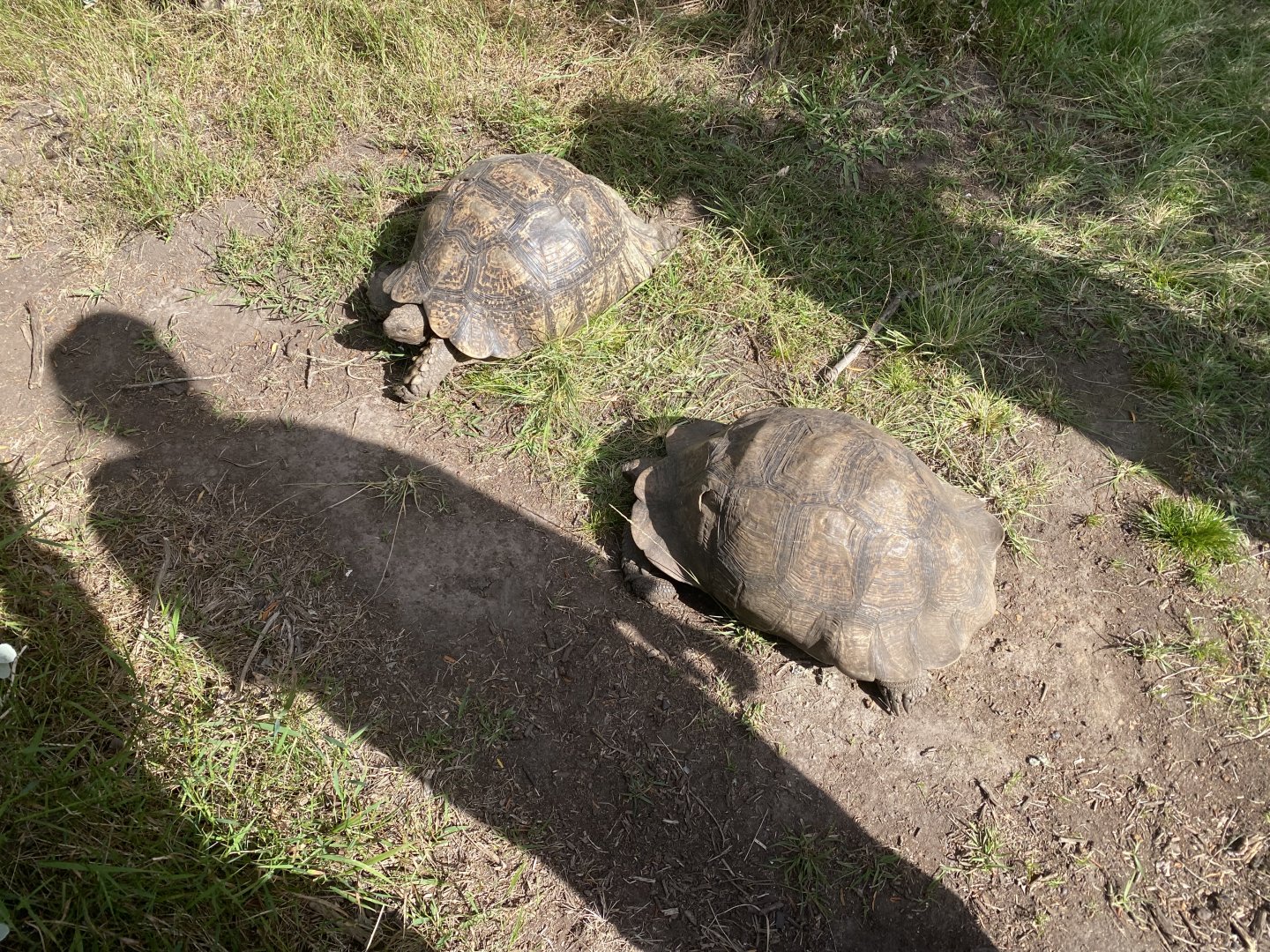 Tortoises