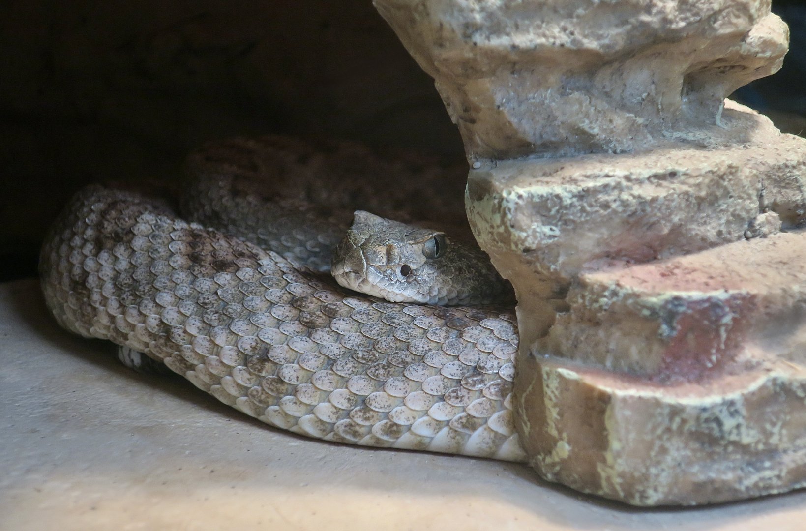 Tortuga Island Rattlesnake (Crotalus tortugensis)