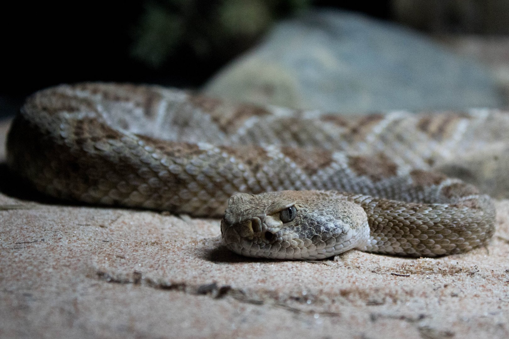 Tortuga Island rattlesnake