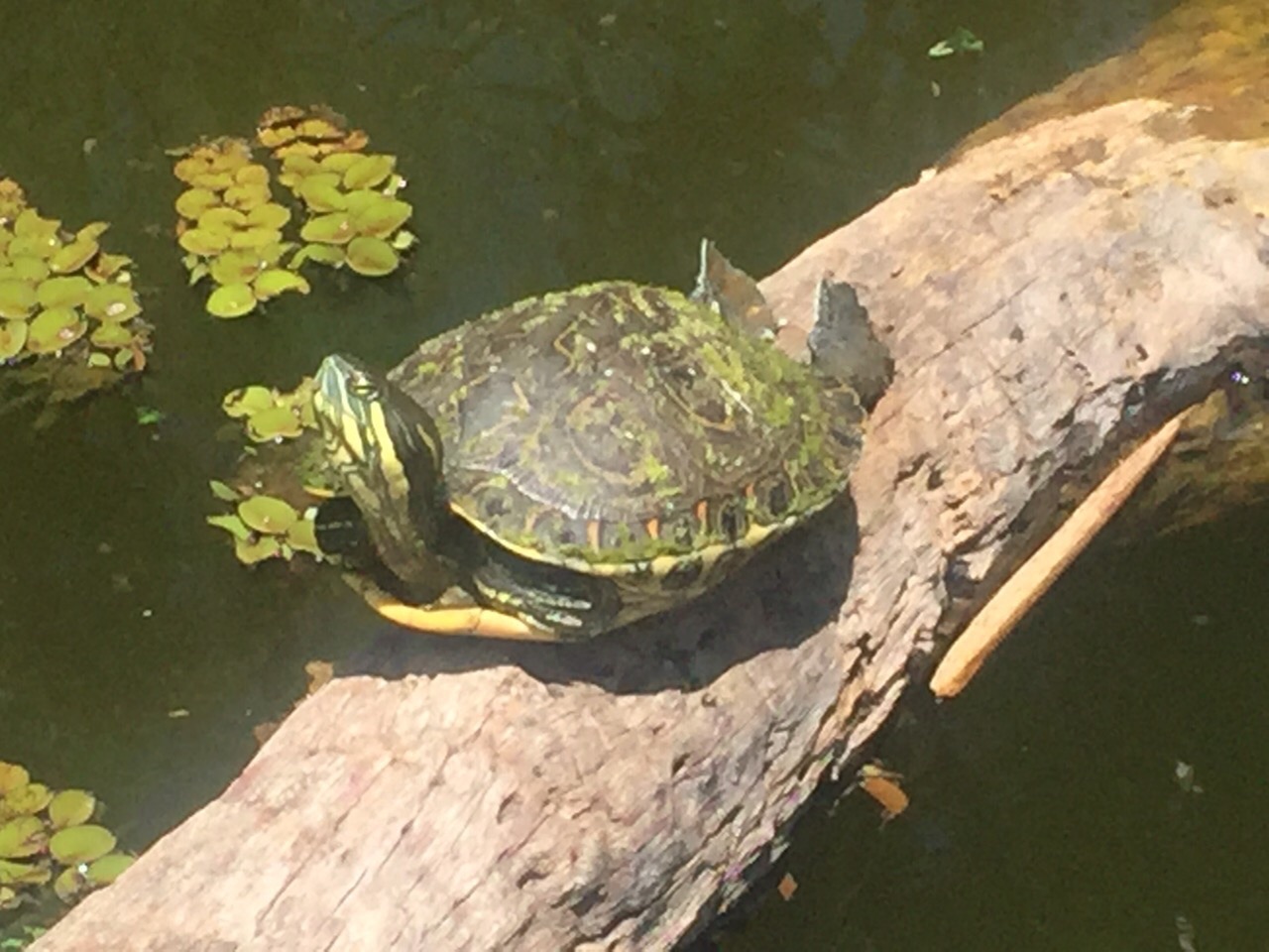 Tortuga