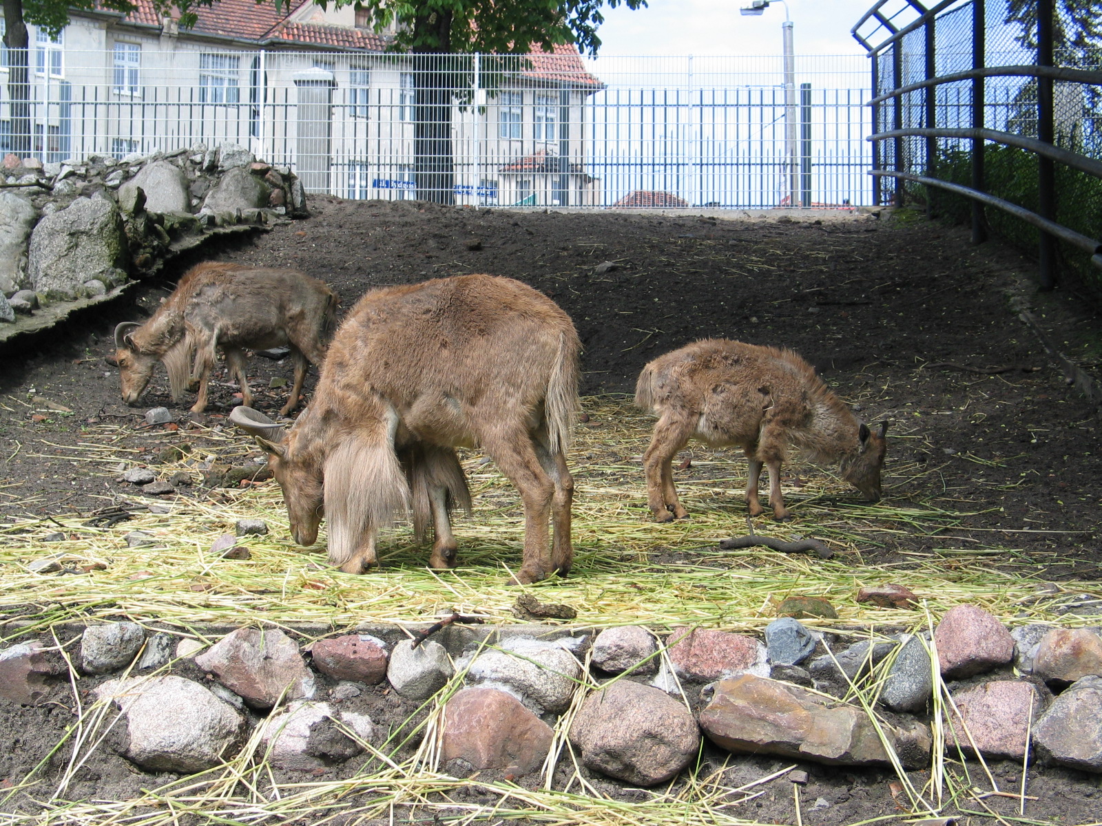 Torun Zoo / May 2005